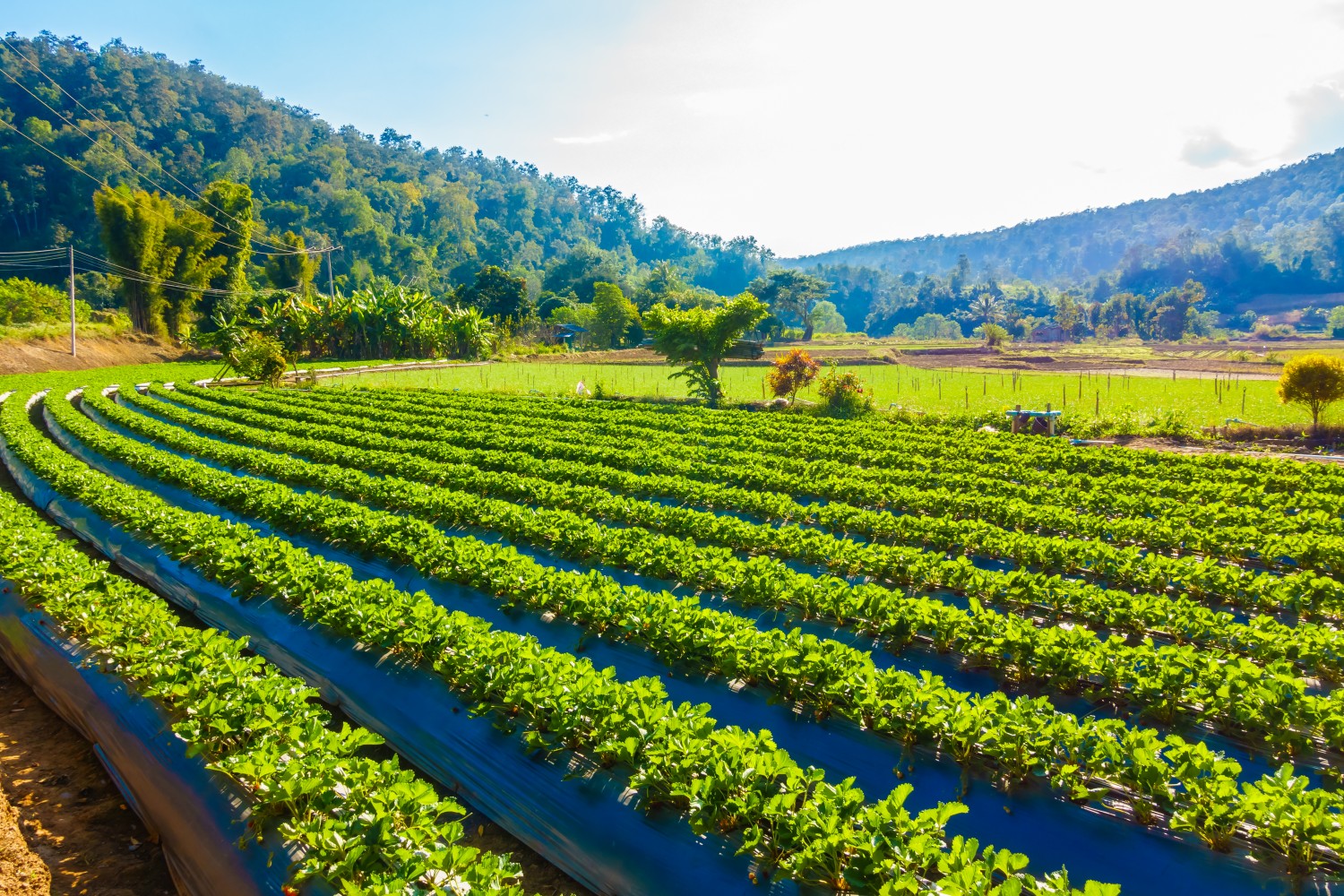 Agriculture Garden & Landscaping